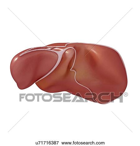 Stock Illustration - Human liver, artwork. Fotosearch