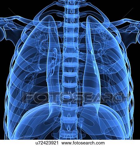 Human lungs, artwork View Large Illustration Clip Art - Human lungs, artwork. Fotosearch