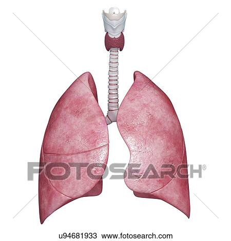 Drawing - Human lungs, artwork. Fotosearch