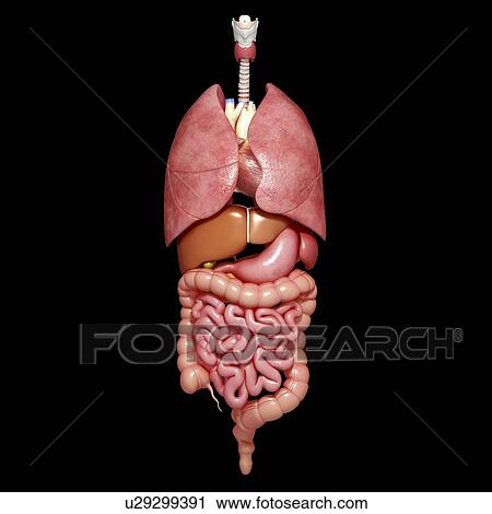 Human organs, artwork View Large Illustration Clip Art - Human organs, artwork. Fotosearch