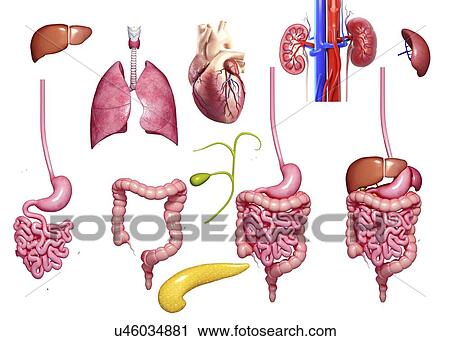 Human organs, artwork View Large Illustration Clip Art - Human organs, artwork. Fotosearch