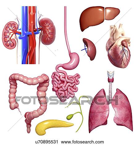 Human organs, artwork View Large Illustration Clip Art - Human organs, artwork. Fotosearch