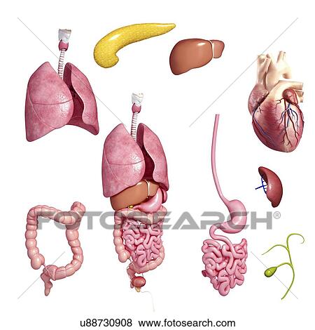 Human organs, artwork View Large Illustration Stock Illustration - Human organs, artwork. Fotosearch