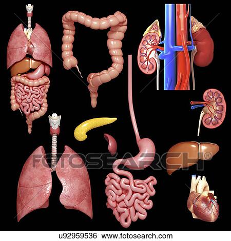 Stock Illustration - Human organs, artwork. Fotosearch