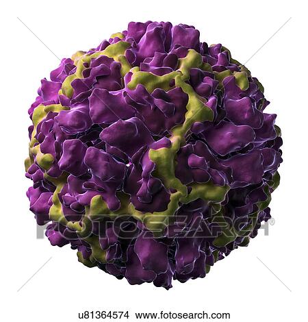 Human rhinovirus 16 particle View Large Illustration Stock Illustration - Human rhinovirus 16 particle. Fotosearch