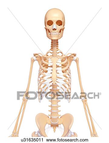 Clip Art - Human skeleton, artwork. Fotosearch