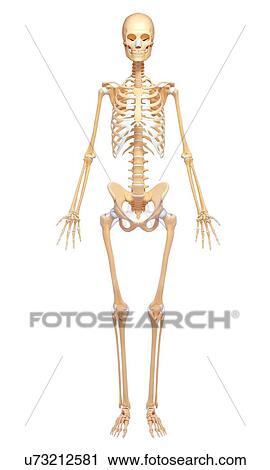 Human skeleton, artwork View Large Illustration Clip Art - Human skeleton, artwork. Fotosearch