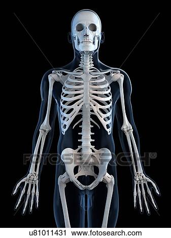 Clip Art - Human skeleton, artwork. Fotosearch