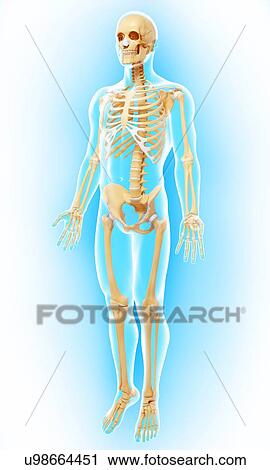Clip Art - Human skeleton, artwork. Fotosearch