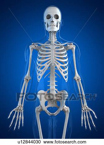 Human skeleton, artwork View Large Illustration Clipart - Human skeleton, artwork. Fotosearch