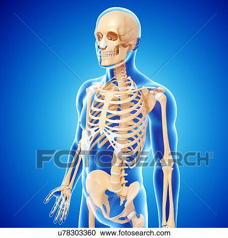 Human skeleton, artwork View Large Illustration Clipart - Human skeleton, artwork. Fotosearch
