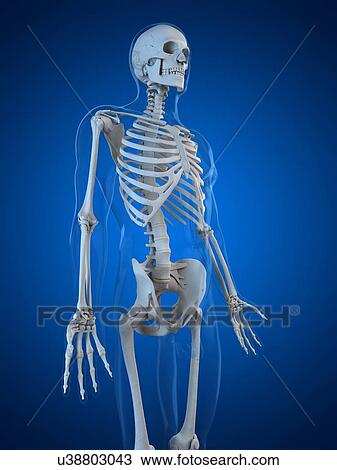 Drawing - Human skeleton, artwork. Fotosearch
