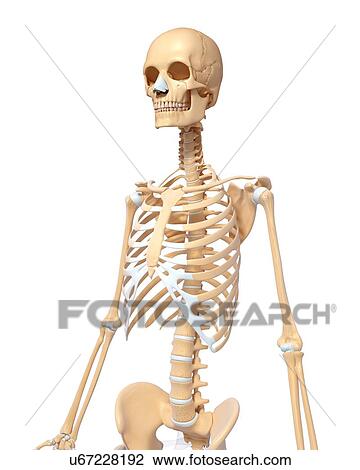 Drawing - Human skeleton, artwork. Fotosearch