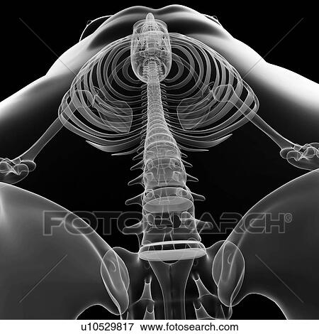 Human skeleton, artwork View Large Illustration Stock Illustration - Human skeleton, artwork. Fotosearch