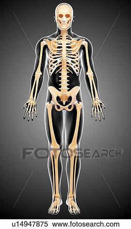 Stock Illustration - Human skeleton, artwork. Fotosearch