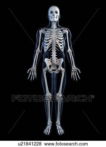 Human skeleton, artwork View Large Illustration Stock Illustration - Human skeleton, artwork. Fotosearch