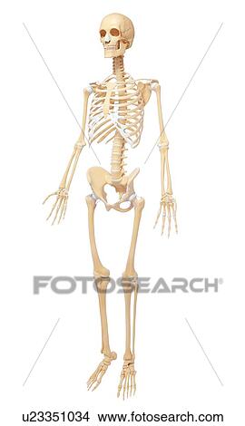 Human skeleton, artwork View Large Illustration Stock Illustration - Human skeleton, artwork. Fotosearch