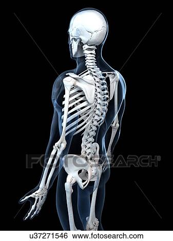 Stock Illustration - Human skeleton, artwork. Fotosearch