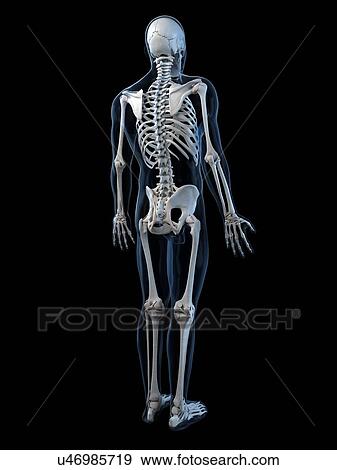 Stock Illustration - Human skeleton, artwork. Fotosearch