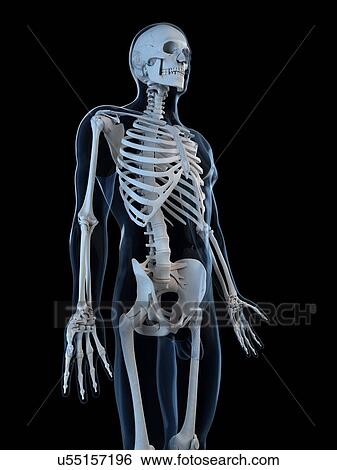 Stock Illustration - Human skeleton, artwork. Fotosearch