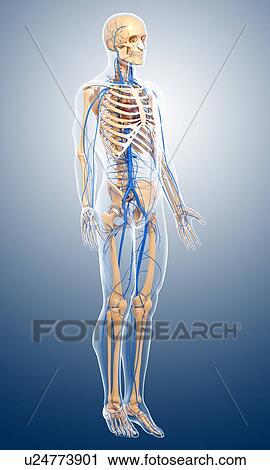 Clip Art - Human veins, artwork. Fotosearch