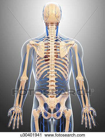Human veins, artwork View Large Illustration Clip Art - Human veins, artwork. Fotosearch