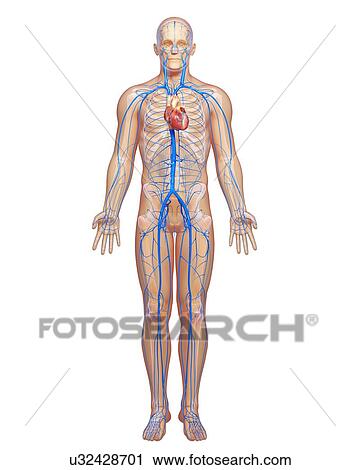 Clip Art - Human veins, artwork. Fotosearch