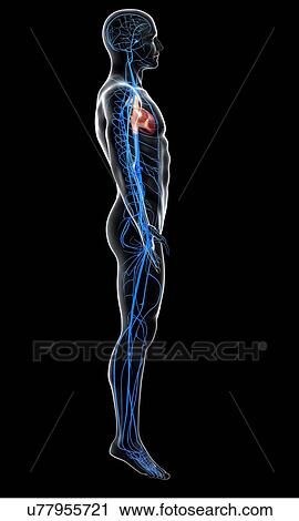 Clip Art - Human veins, artwork. Fotosearch