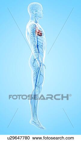 Human veins, artwork View Large Illustration Clipart - Human veins, artwork. Fotosearch