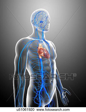 Clipart - Human veins, artwork. Fotosearch