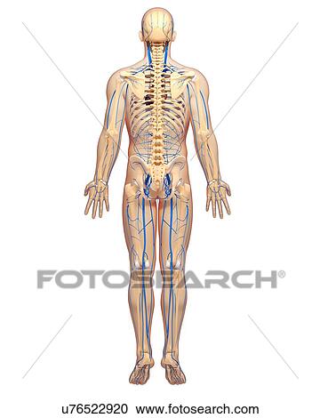 Human veins, artwork View Large Illustration Clipart - Human veins, artwork. Fotosearch