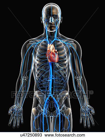Drawing - Human veins, artwork. Fotosearch