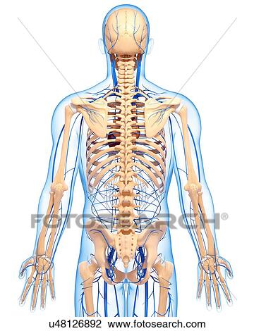 Human veins, artwork View Large Illustration Drawing - Human veins, artwork. Fotosearch