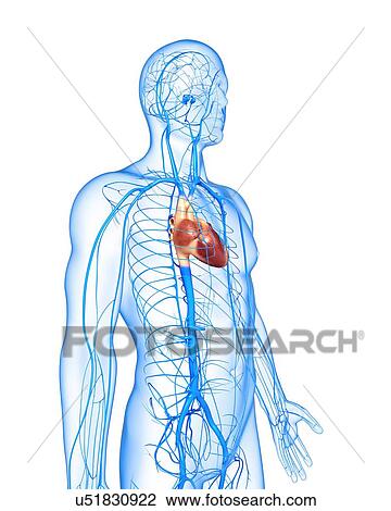 Drawing - Human veins, artwork. Fotosearch