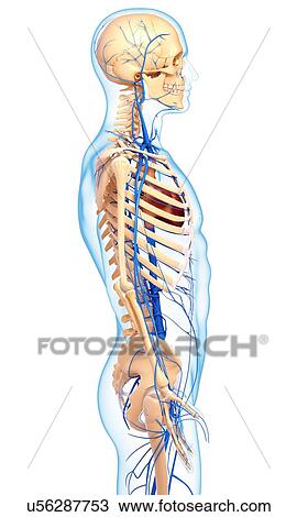 Drawing - Human veins, artwork. Fotosearch