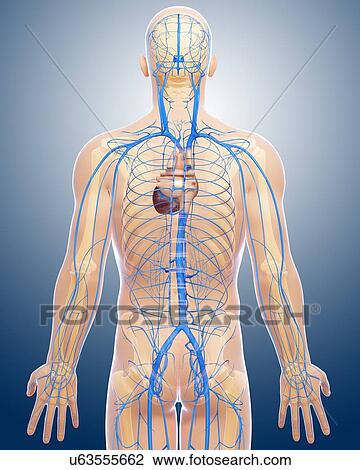 Human veins, artwork View Large Illustration Drawing - Human veins, artwork. Fotosearch