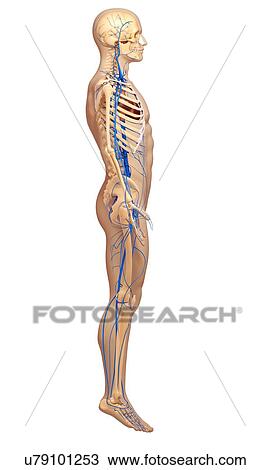Drawing - Human veins, artwork. Fotosearch