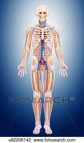 Drawing - Human veins, artwork. Fotosearch