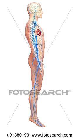 Drawing - Human veins, artwork. Fotosearch