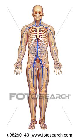 Human veins, artwork View Large Illustration Drawing - Human veins, artwork. Fotosearch