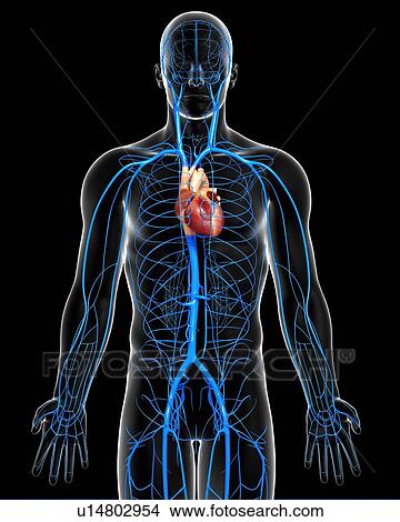 Human veins, artwork View Large Illustration Stock Illustration - Human veins, artwork. Fotosearch
