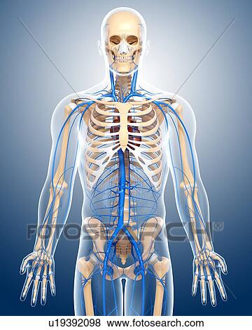 Stock Illustration - Human veins, artwork. Fotosearch