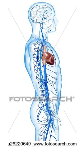Stock Illustration - Human veins, artwork. Fotosearch