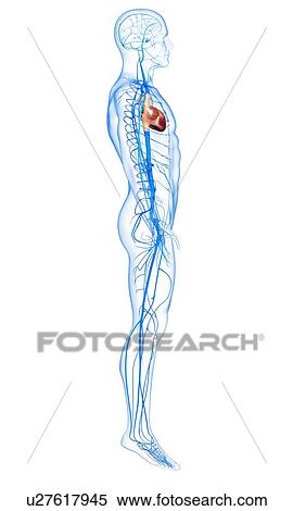 Human veins, artwork View Large Illustration Stock Illustration - Human veins, artwork. Fotosearch
