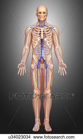 Stock Illustration - Human veins, artwork. Fotosearch