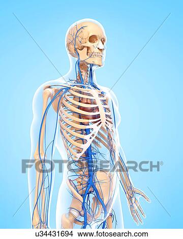Human veins, artwork View Large Illustration Stock Illustration - Human veins, artwork. Fotosearch