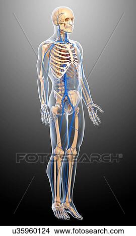 Stock Illustration - Human veins, artwork. Fotosearch