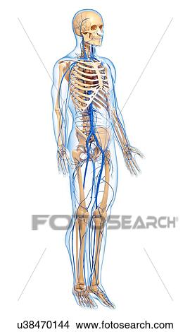 Human veins, artwork View Large Illustration Stock Illustration - Human veins, artwork. Fotosearch
