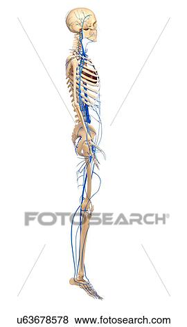 Stock Illustration - Human veins, artwork. Fotosearch