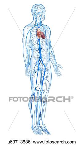 Human veins, artwork View Large Illustration Stock Illustration - Human veins, artwork. Fotosearch